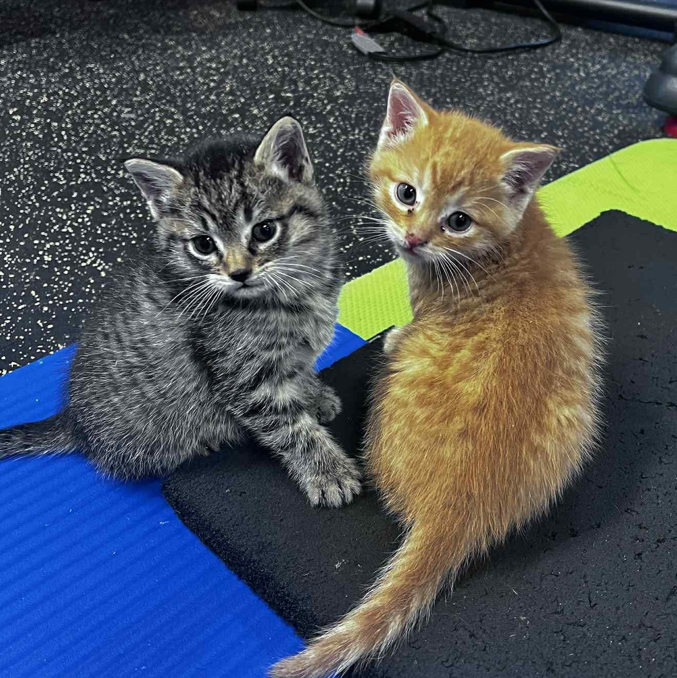 Sophie , adopted, Kitten Female Domestic Short Hair.