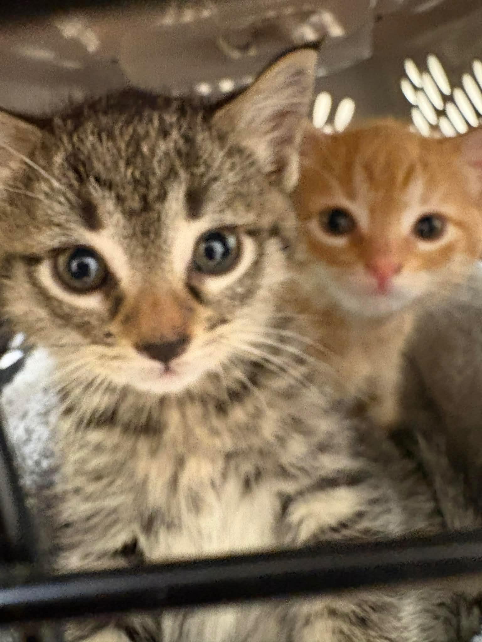 Enlarge Sophie , an adopted Domestic Short Hair in LITTLE MOUNTAIN, SC image 4/6