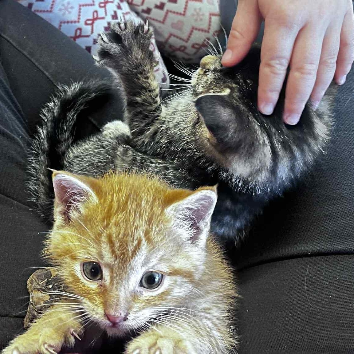 Enlarge Sophie , an adopted Domestic Short Hair in LITTLE MOUNTAIN, SC image 3/6