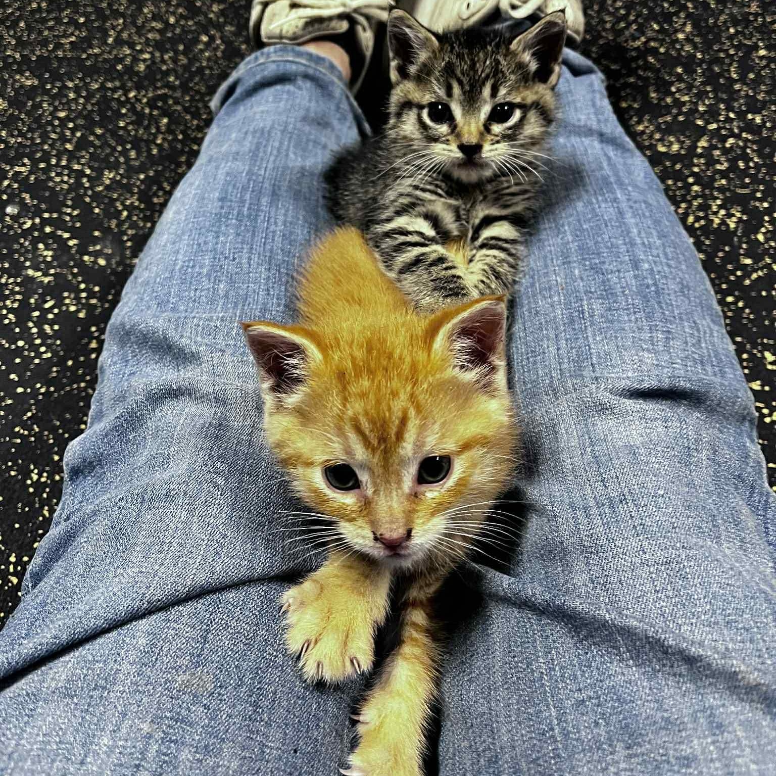 Enlarge Sophie , an adopted Domestic Short Hair in LITTLE MOUNTAIN, SC image 2/6