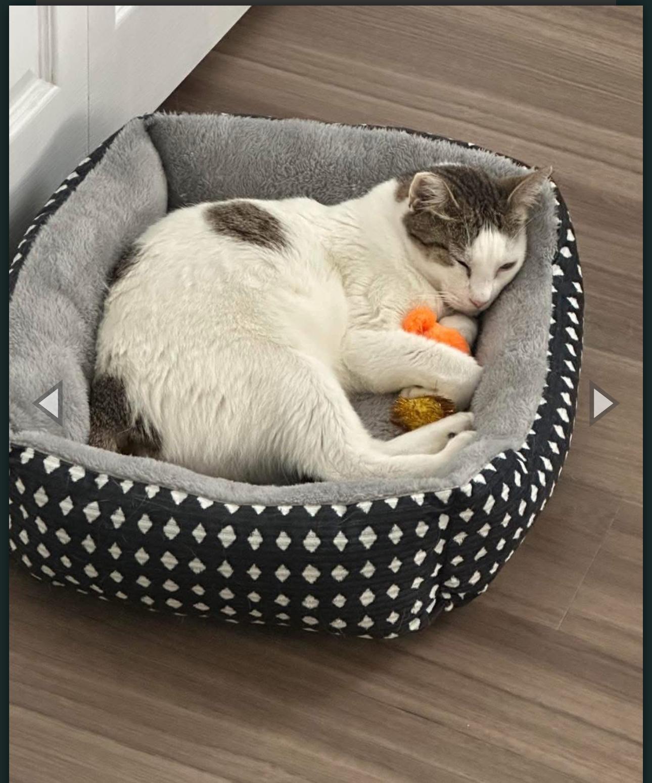 Enlarge Tinker, a Adoptable Domestic Short Hair in Plantation, FL image 3/4