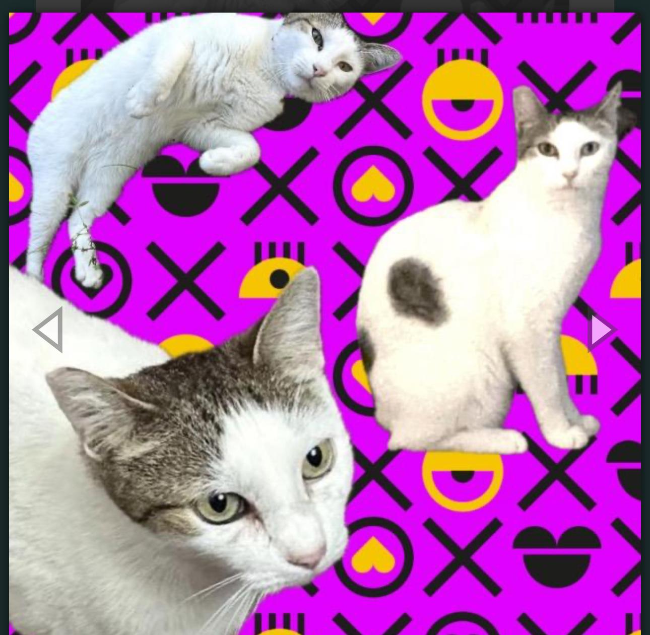 Enlarge Tinker, a Adoptable Domestic Short Hair in Plantation, FL image 2/4