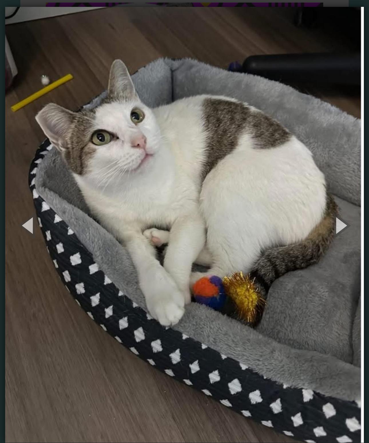 Enlarge Tinker, a Adoptable Domestic Short Hair in Plantation, FL image 1/4