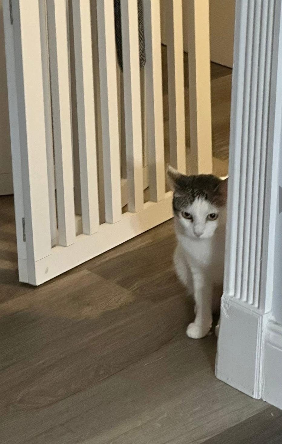 Enlarge Tinker, a Adoptable Domestic Short Hair in Plantation, FL image 4/4