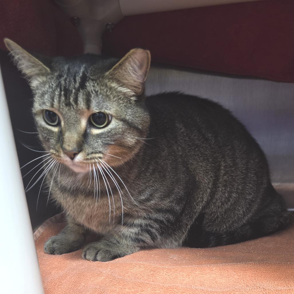 Tucker, Adoptable, Adult Male Domestic Short Hair.