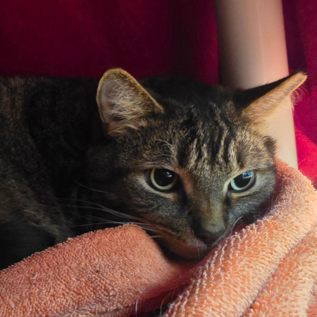 Tucker, a Adoptable Domestic Short Hair in Fort Wayne, IN image 2/6