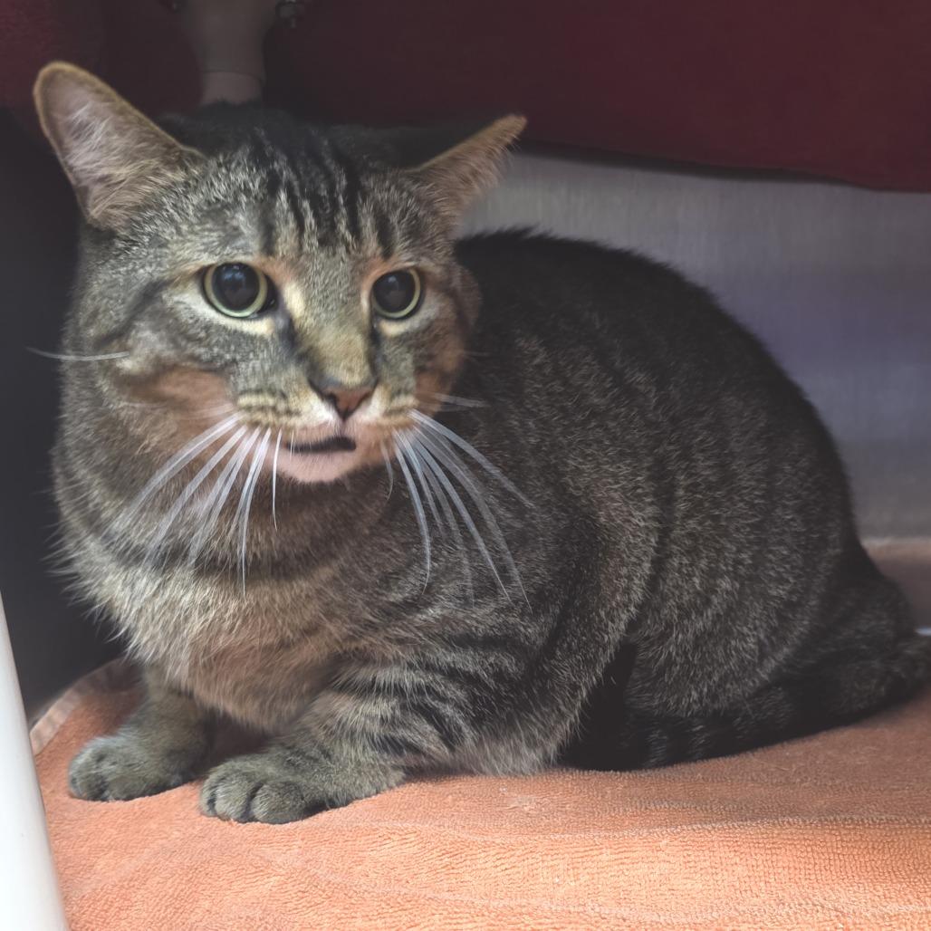 Tucker, a Adoptable Domestic Short Hair in Fort Wayne, IN image 3/6