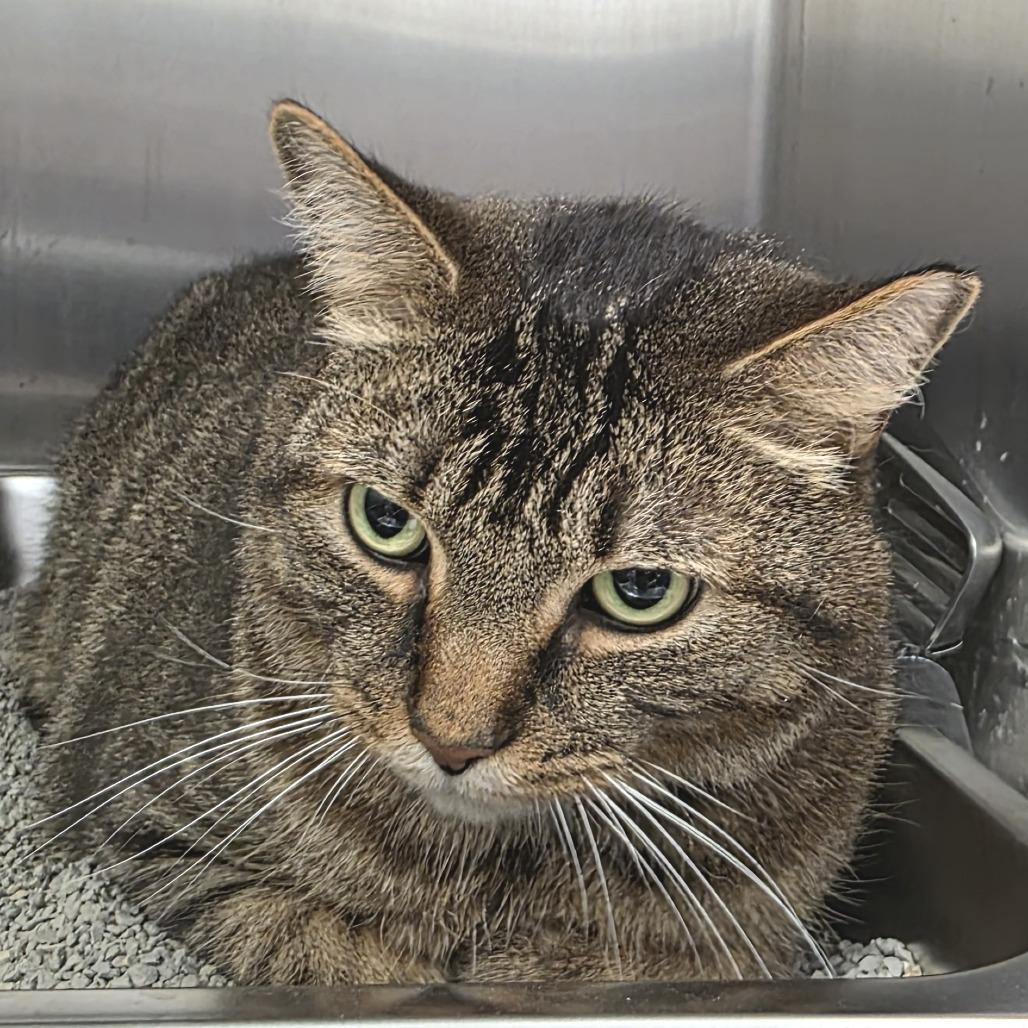 Tucker, a Adoptable Domestic Short Hair in Fort Wayne, IN image 4/6