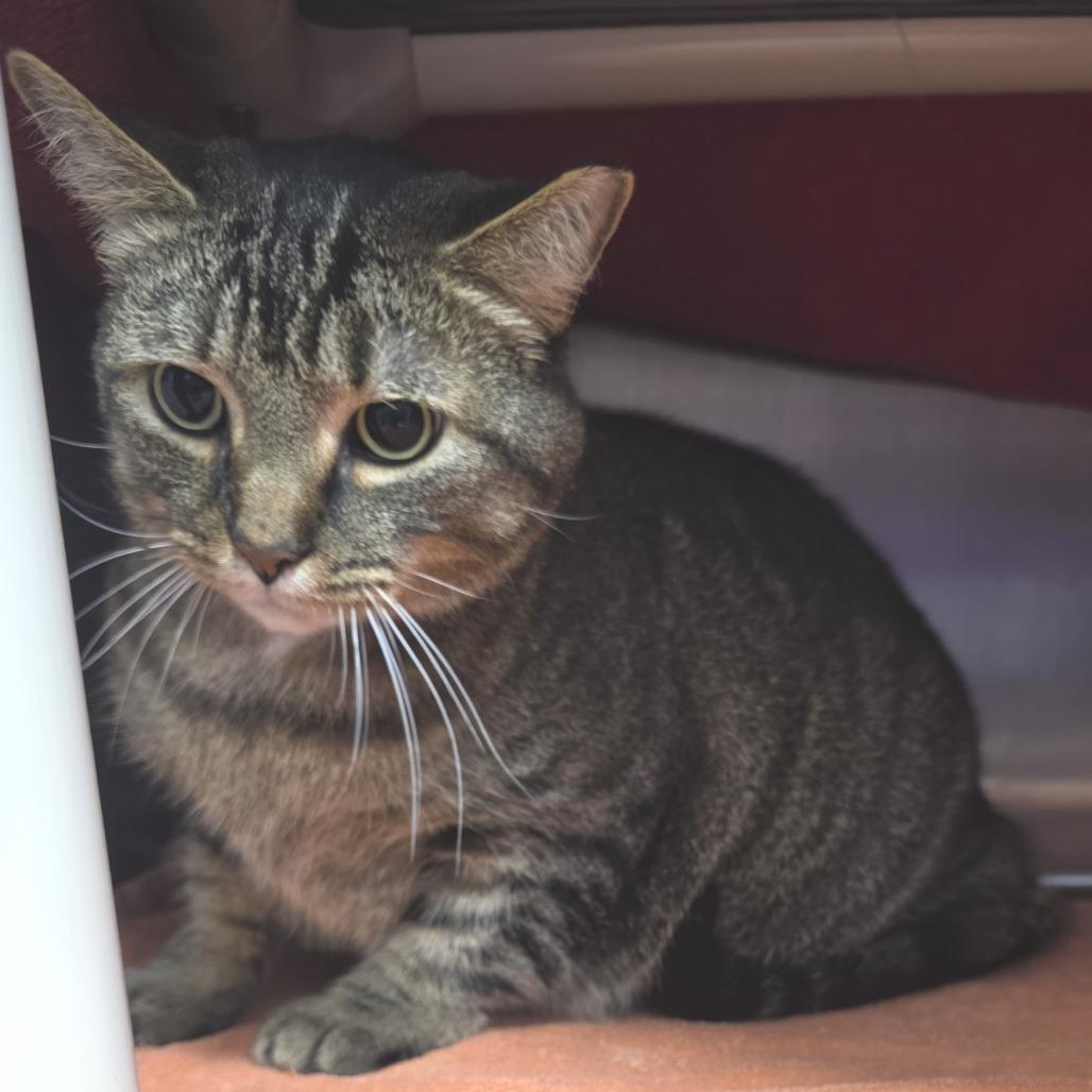 Tucker, a Adoptable Domestic Short Hair in Fort Wayne, IN image 5/6