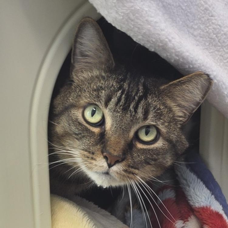 Tucker, a Adoptable Domestic Short Hair in Fort Wayne, IN image 6/6