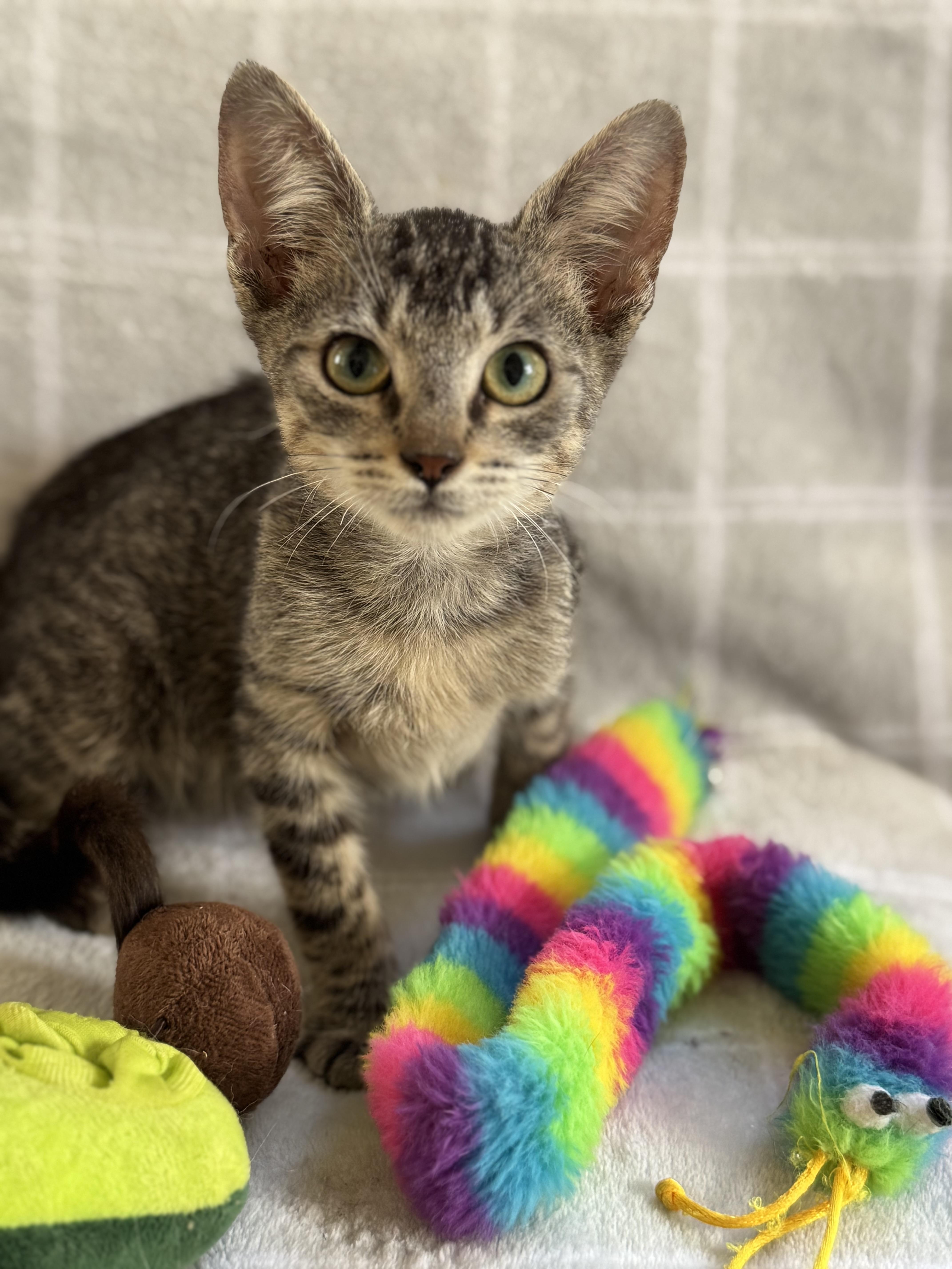 Enlarge Penzoil, an adopted Domestic Short Hair in New Orleans, LA image 2/6