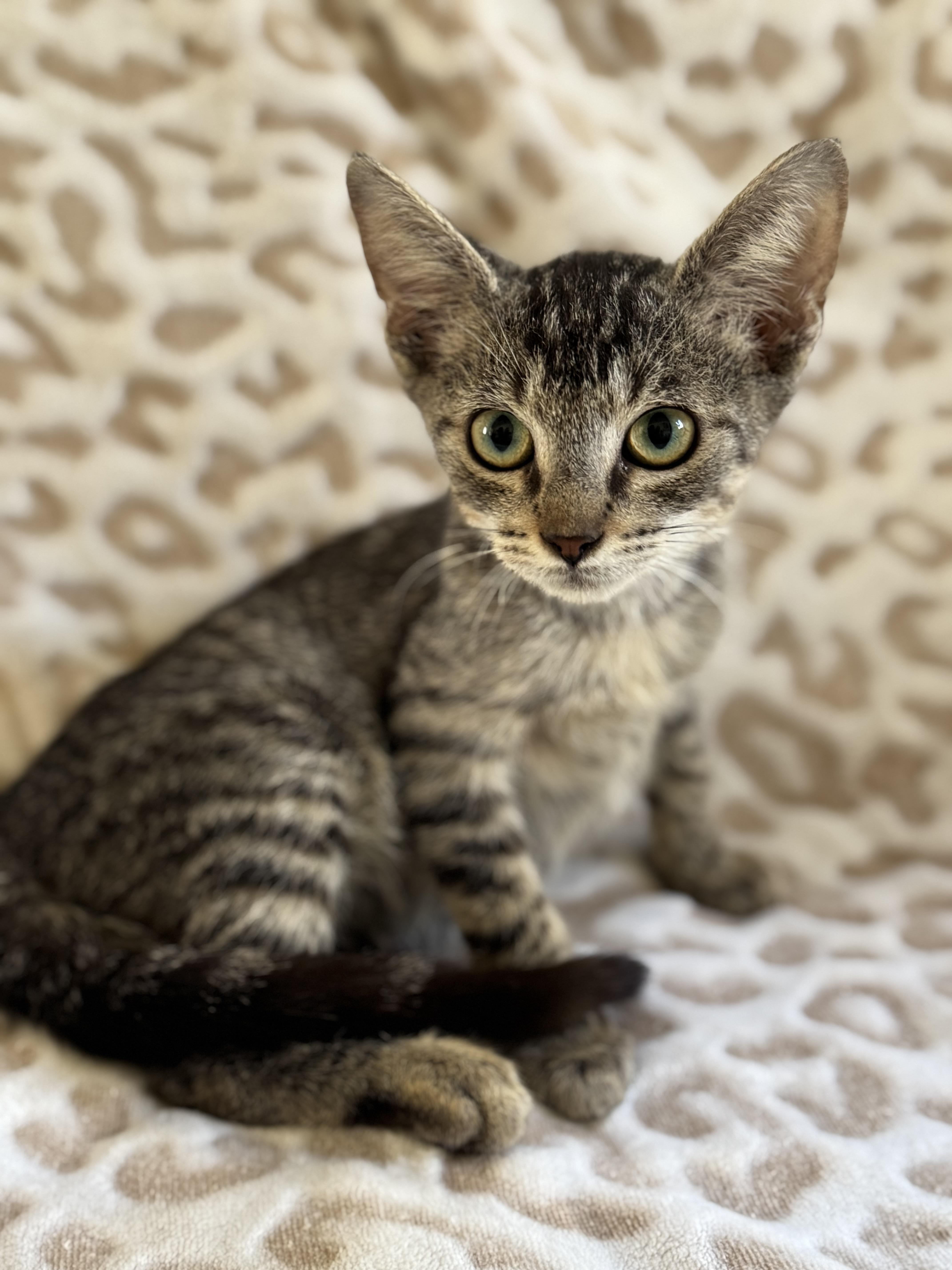 Enlarge Penzoil, an adopted Domestic Short Hair in New Orleans, LA image 1/6