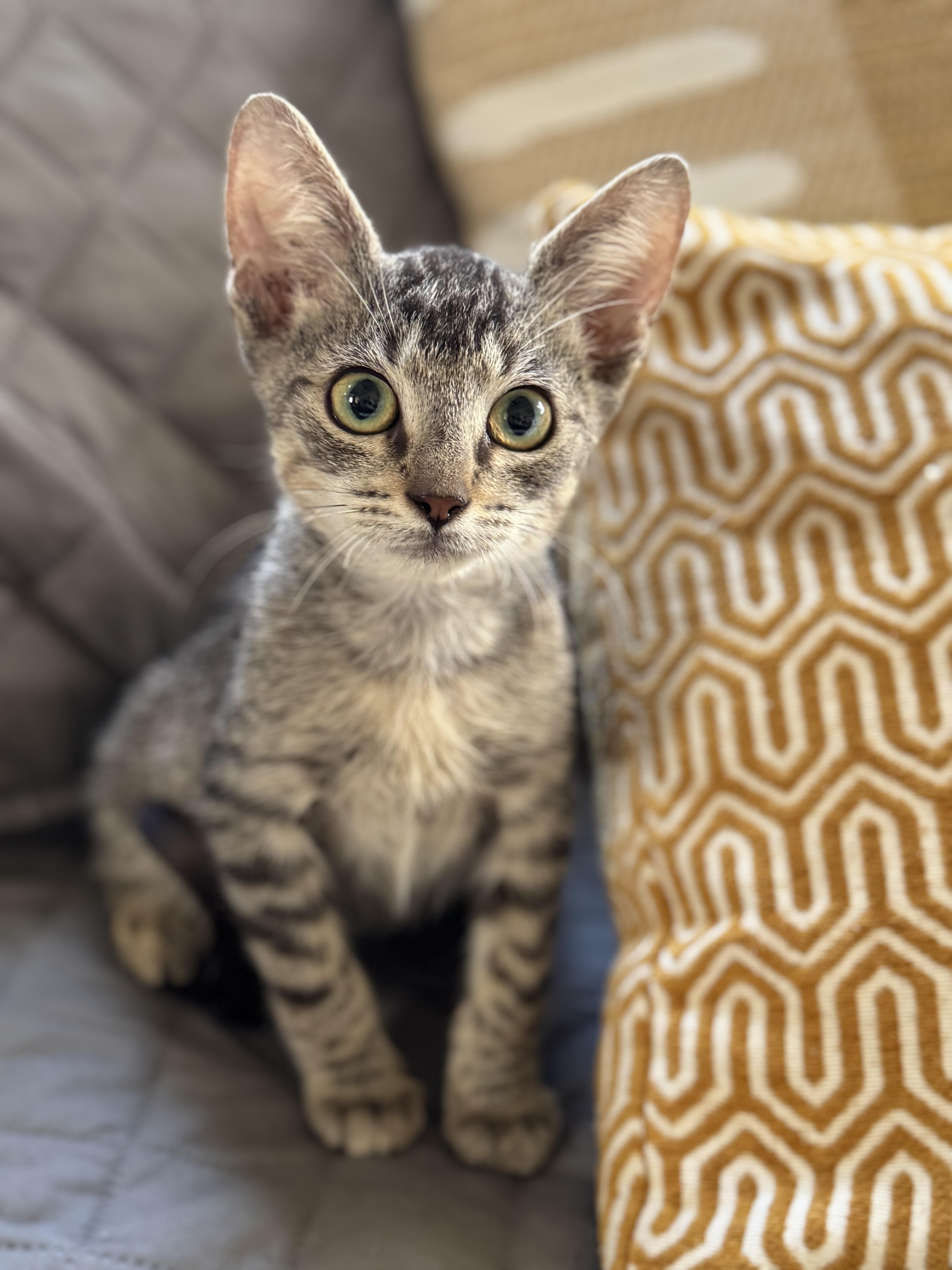 Enlarge Penzoil, an adopted Domestic Short Hair in New Orleans, LA image 5/6