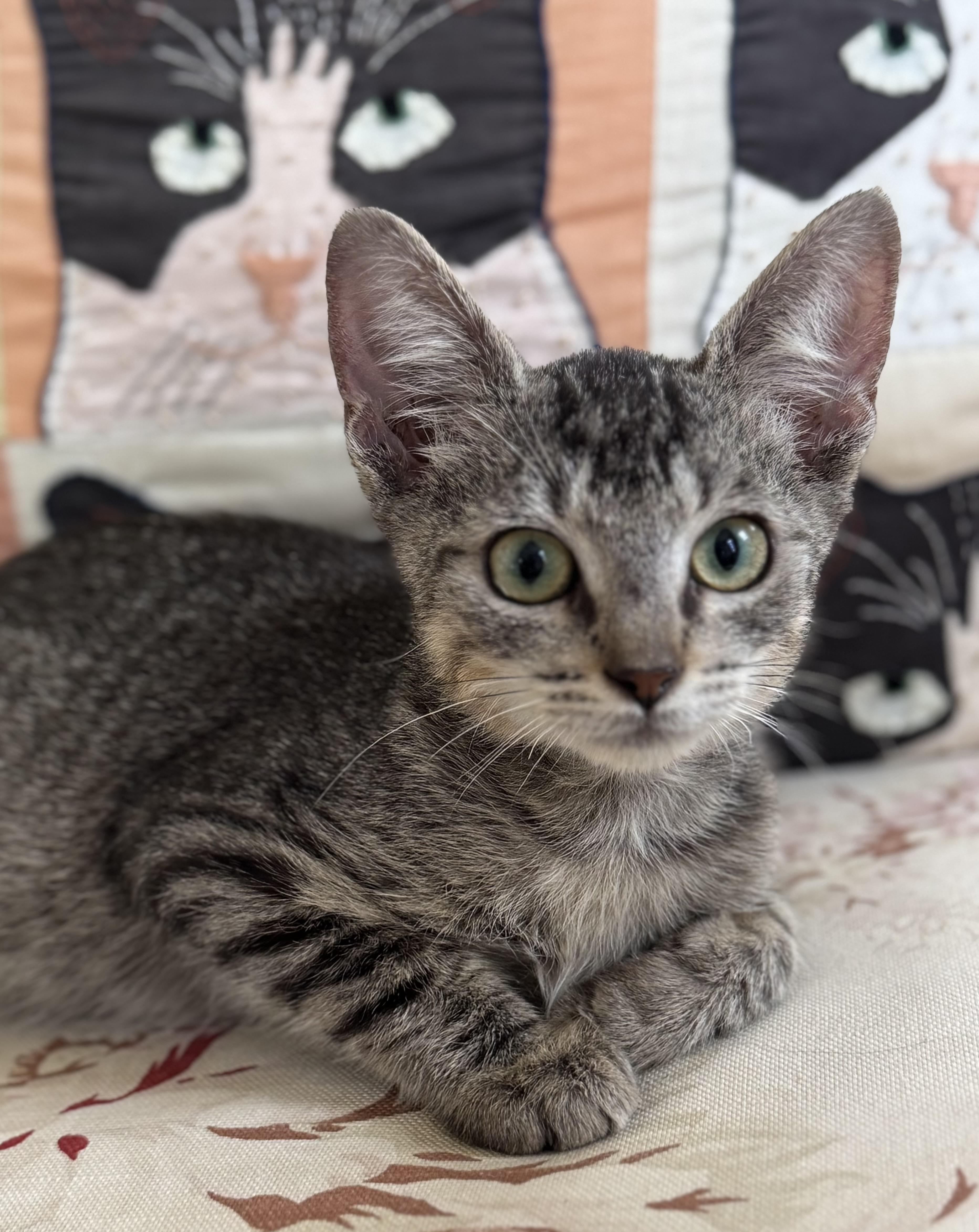 Enlarge Penzoil, an adopted Domestic Short Hair in New Orleans, LA image 4/6