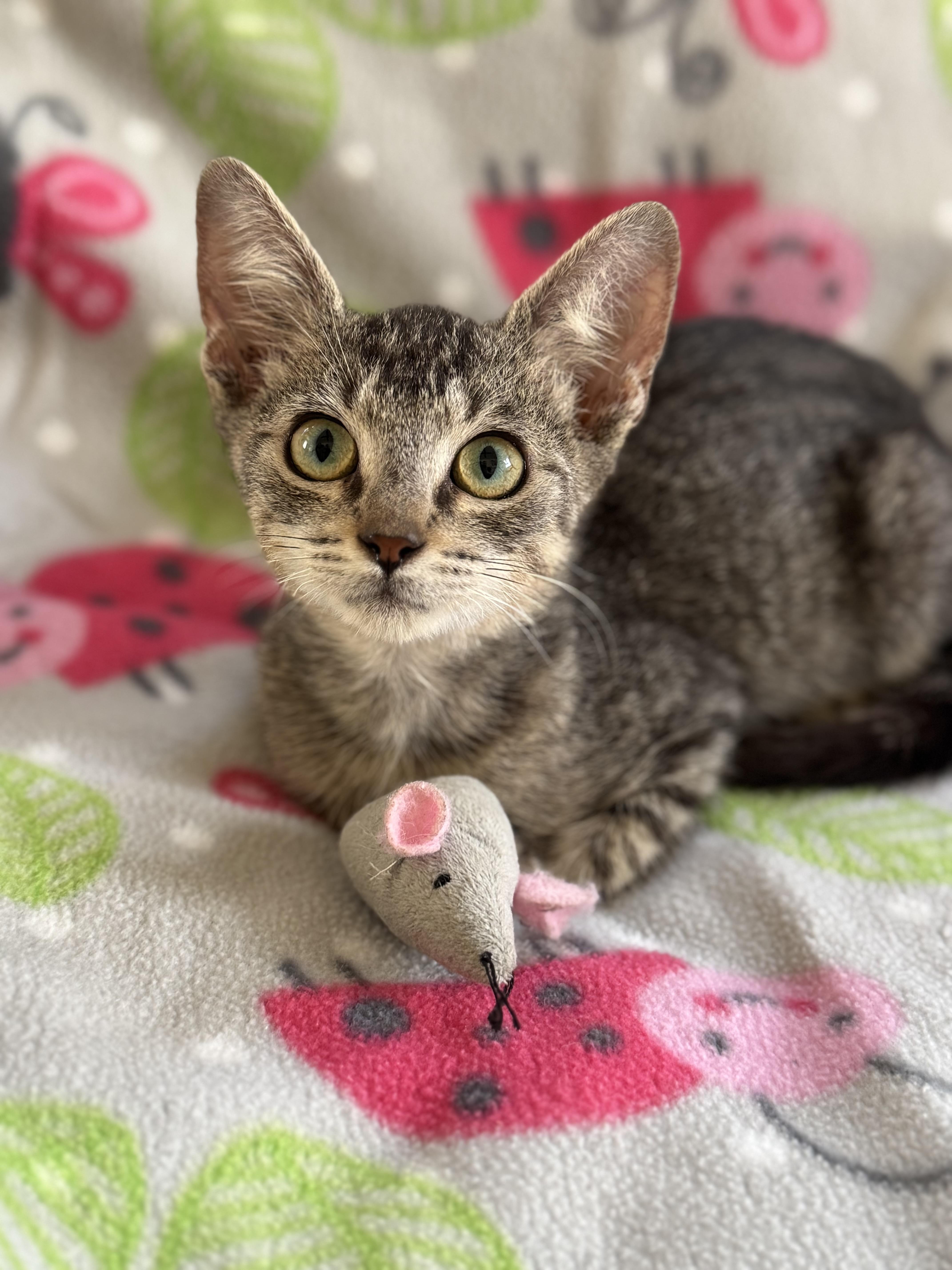 Enlarge Penzoil, an adopted Domestic Short Hair in New Orleans, LA image 3/6