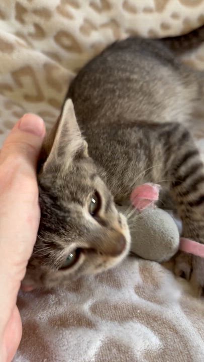 Enlarge Penzoil, an adopted Domestic Short Hair in New Orleans, LA video 6/6