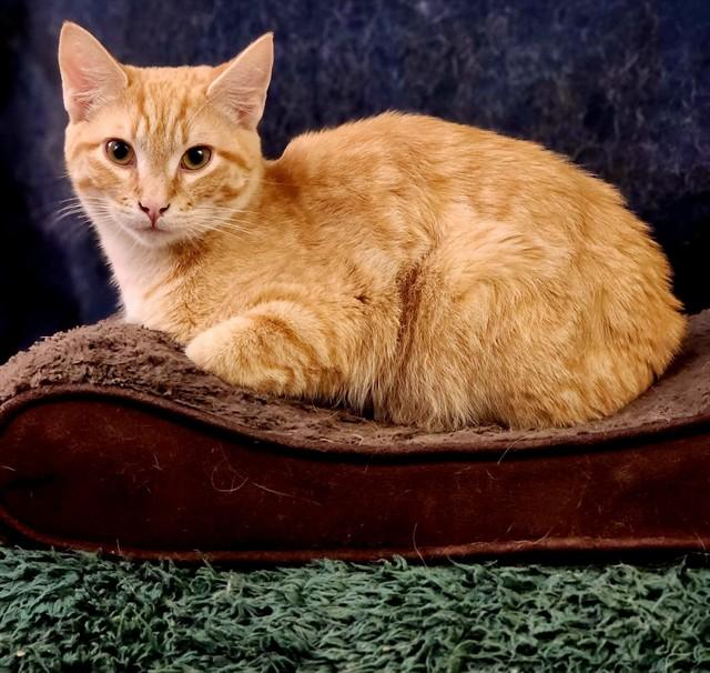 MAC AND CHEESE, Adoptable, Young Male Domestic Short Hair.