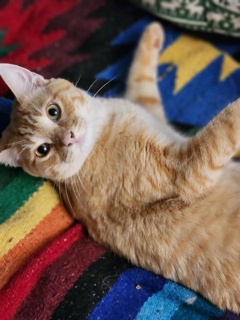 Enlarge MAC AND CHEESE, a Adoptable Domestic Short Hair in Fairbanks, AK image 1/1