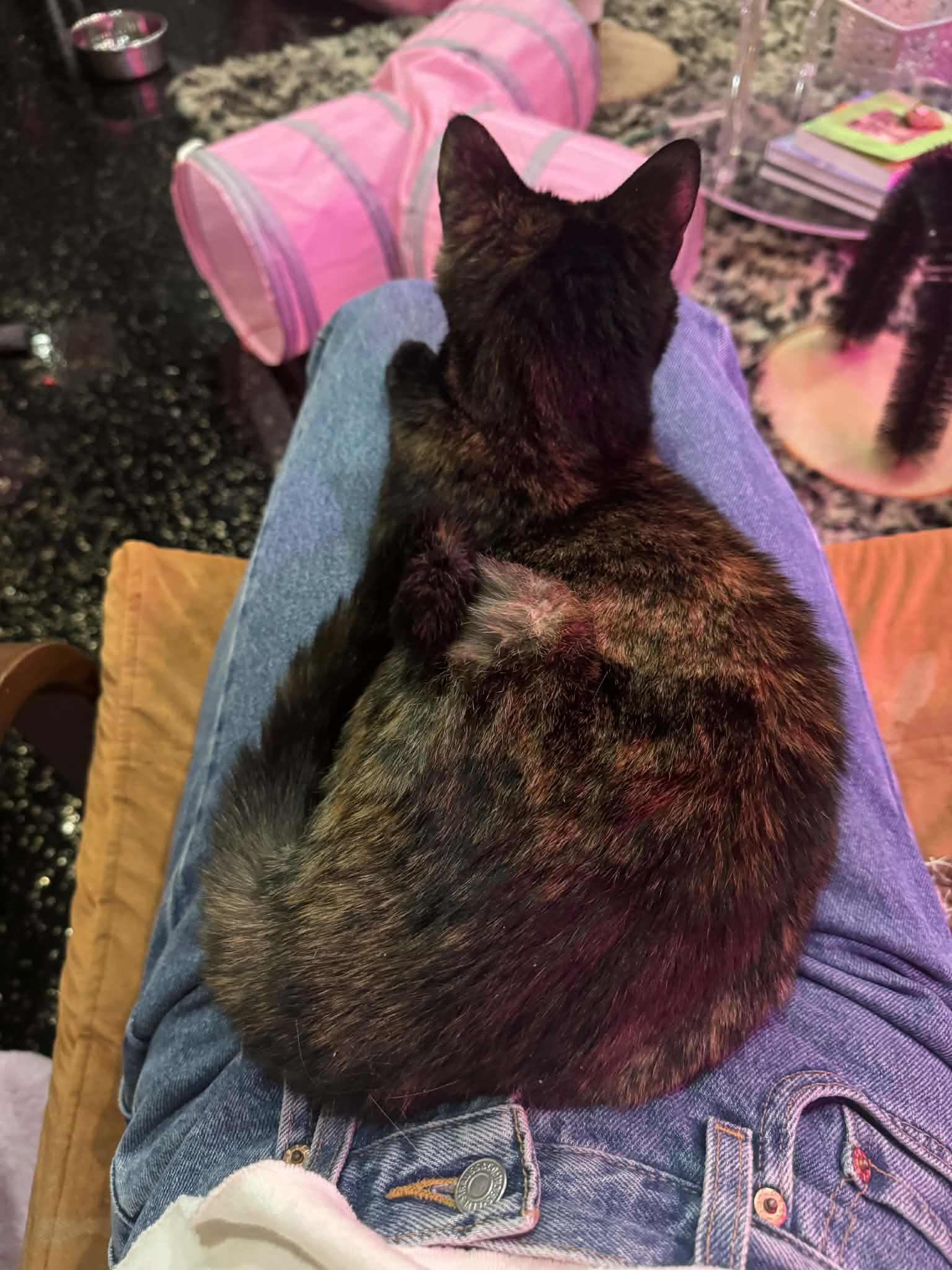 Enlarge Lucky, an adopted Domestic Short Hair in Kennebunk , ME image 3/3