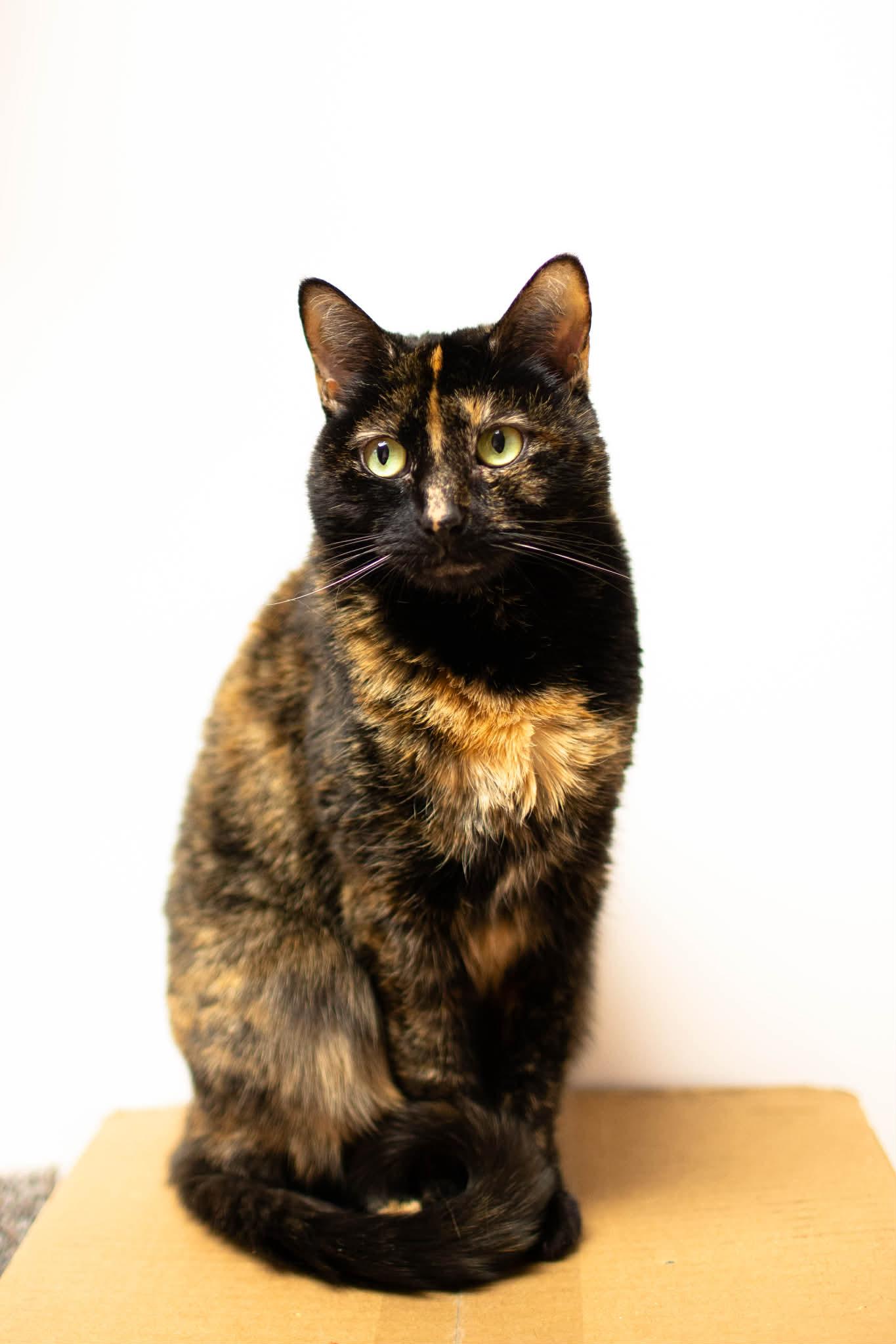 Enlarge Lucky, an adopted Domestic Short Hair in Kennebunk , ME image 2/3
