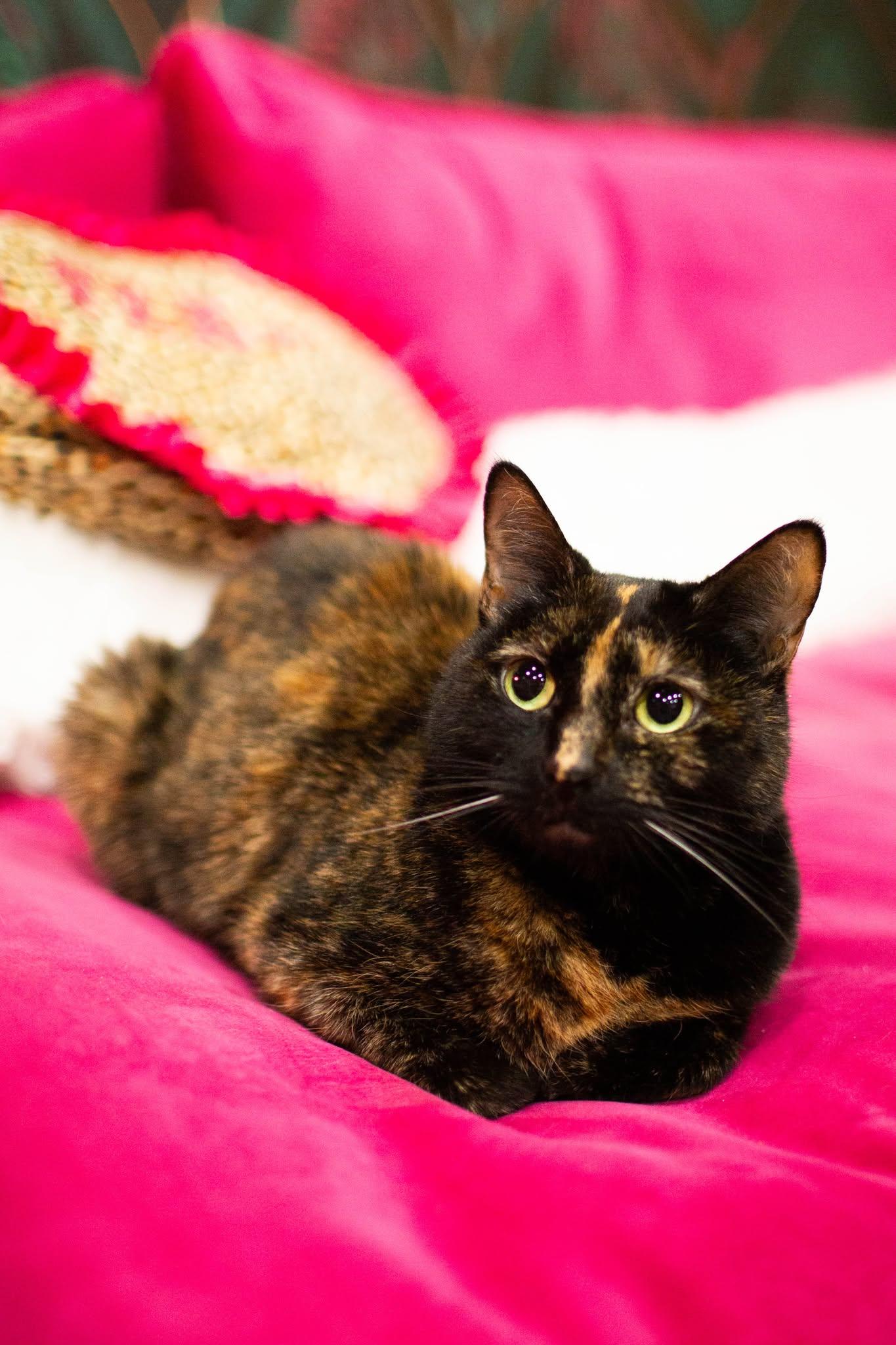 Enlarge Lucky, an adopted Domestic Short Hair in Kennebunk , ME image 1/3