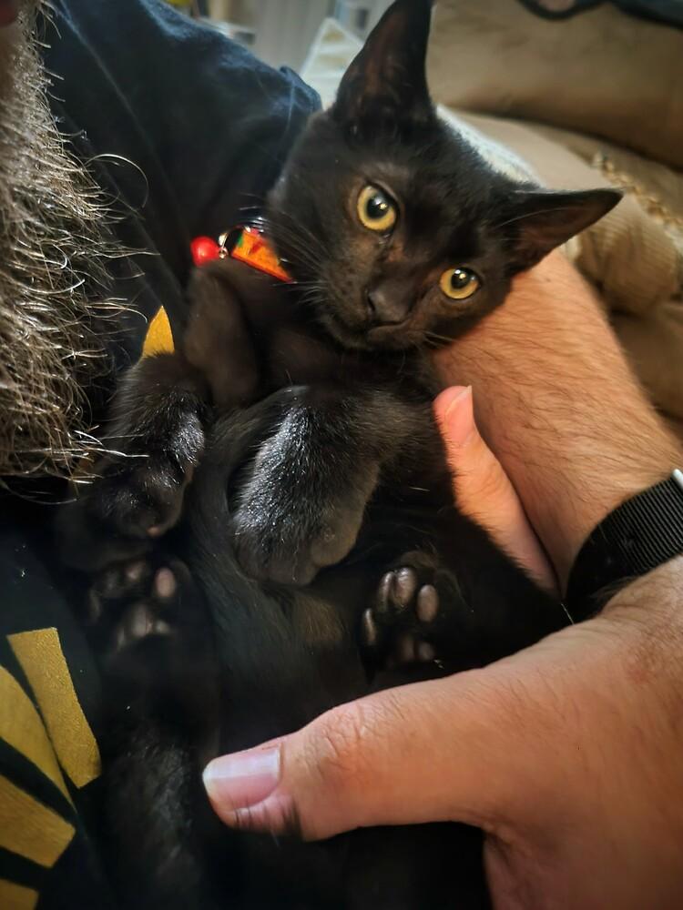 Pepper, Adoptable, Kitten Male Domestic Short Hair.