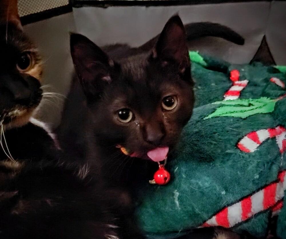 Enlarge Pepper, a Adoptable Domestic Short Hair in Cary, NC image 2/3