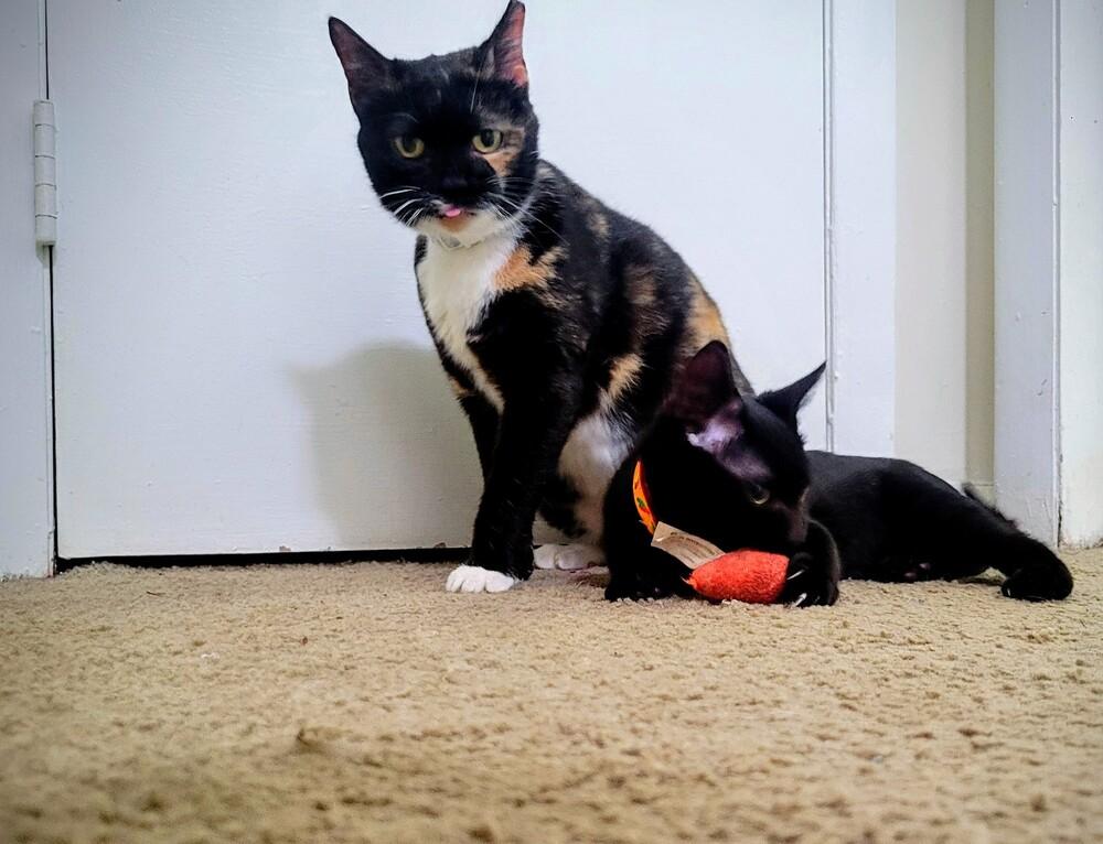 Enlarge Pepper, a Adoptable Domestic Short Hair in Cary, NC image 3/3