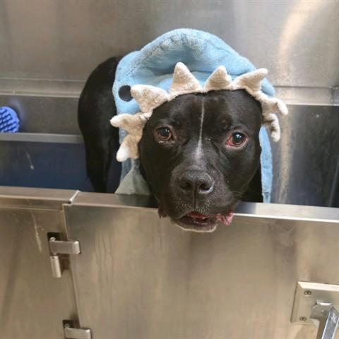 CAROB, Adoptable, Adult Male American Staffordshire Terrier & Mixed Breed.