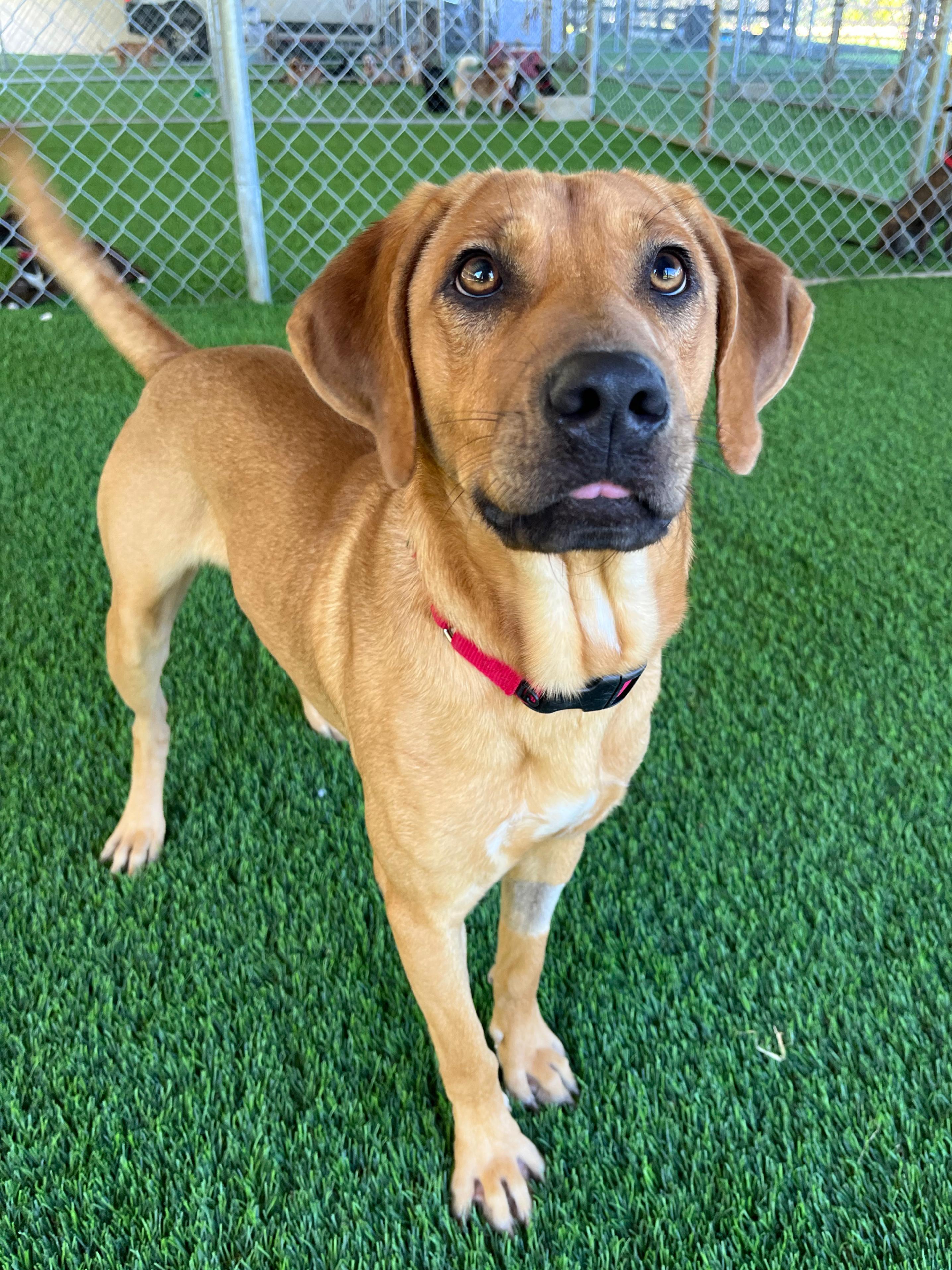 Kamari, a Adoptable Mixed Breed in Warwick, RI image 4/5