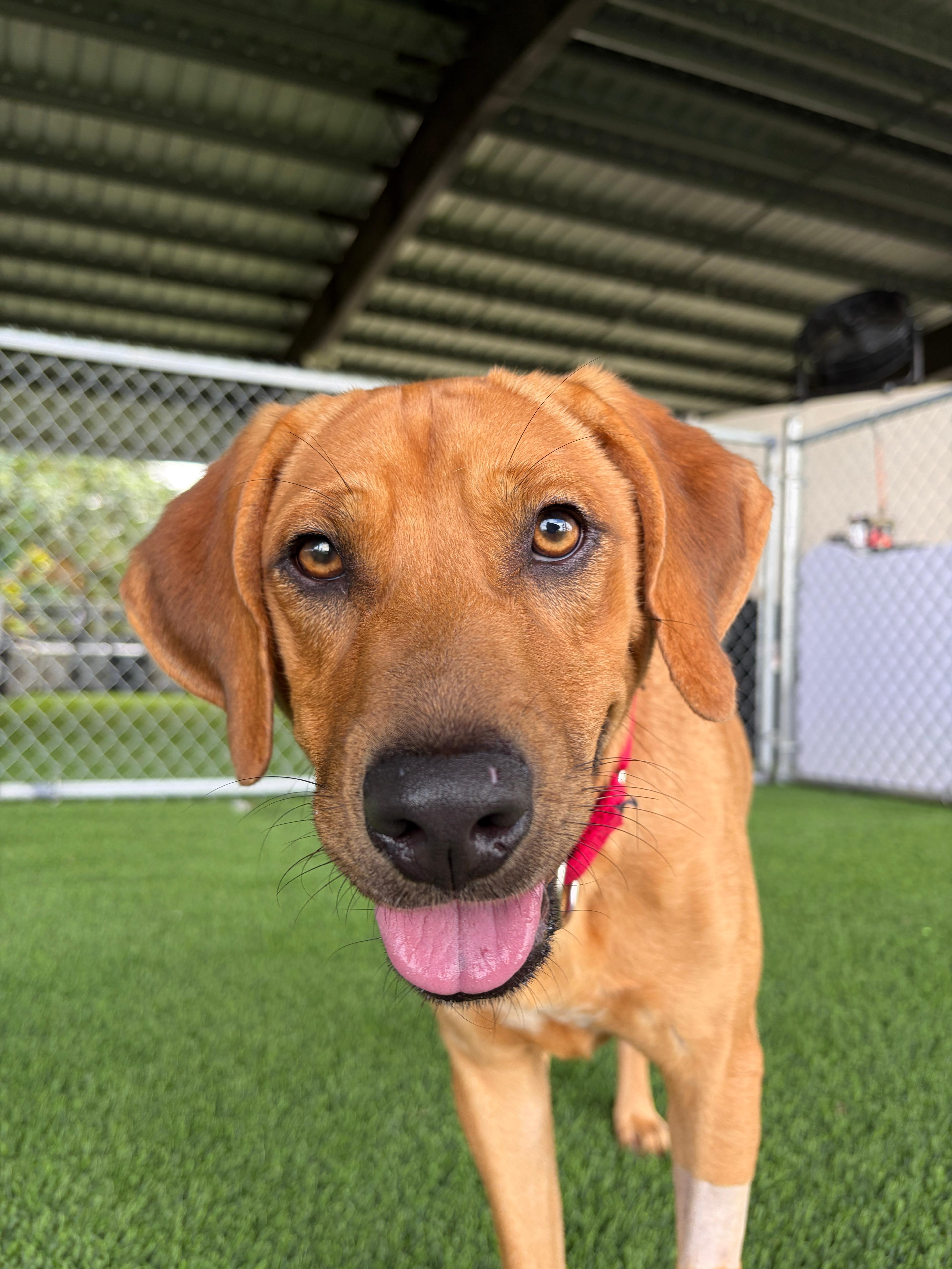 Kamari, Adoptable, Adult Male Mixed Breed.