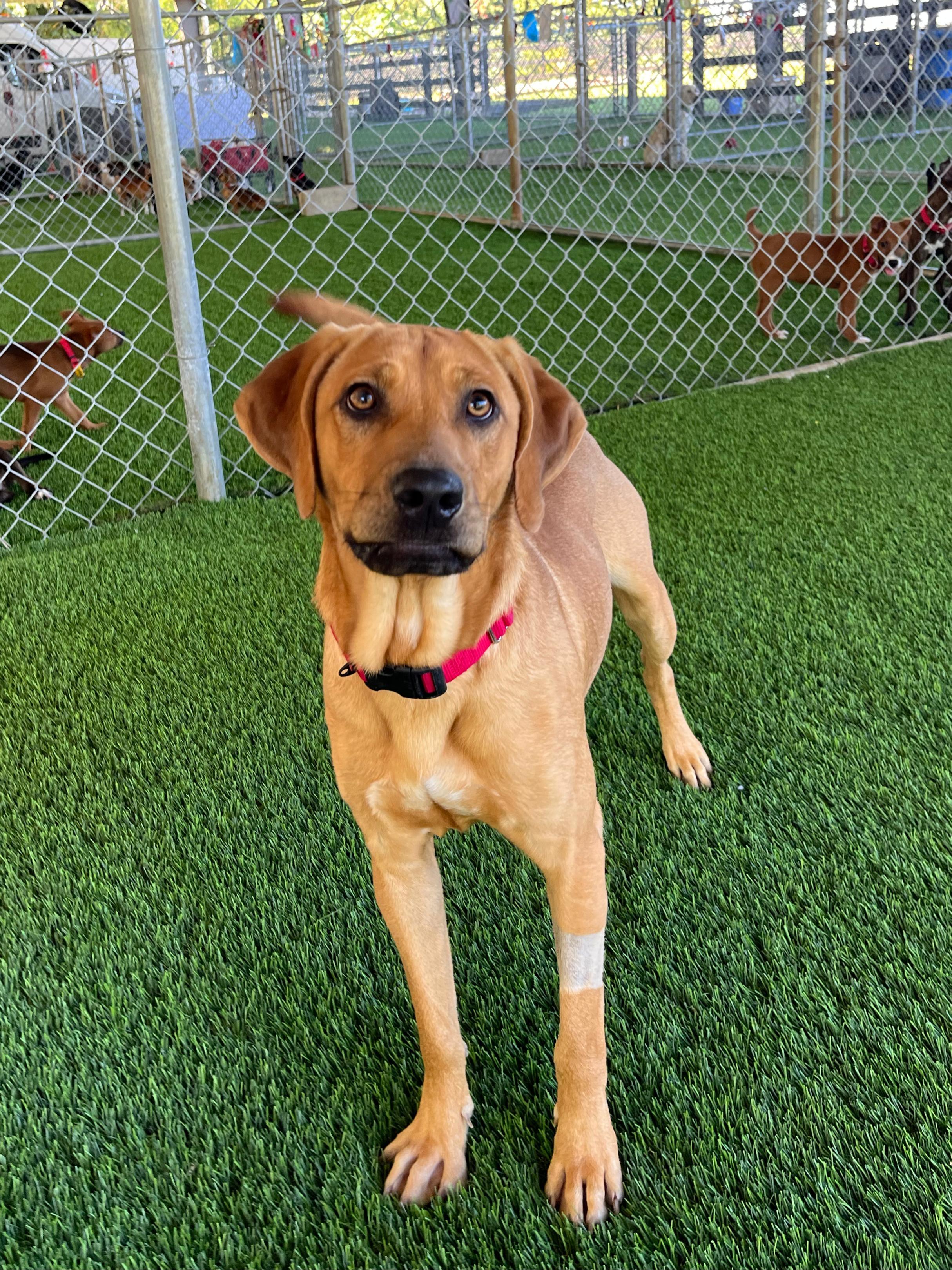 Kamari, a Adoptable Mixed Breed in Warwick, RI image 2/5