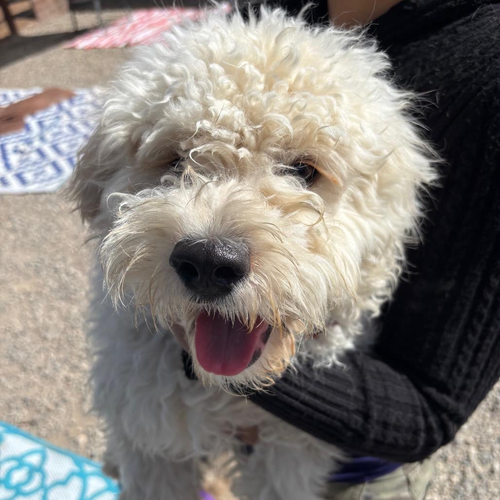 Enlarge Pudding, a Adoptable Poodle in Sonoma, CA image 1/1