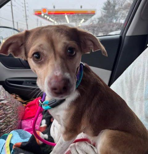 Enlarge Caramel, a Adoptable Beagle in Kent, WA image 1/3