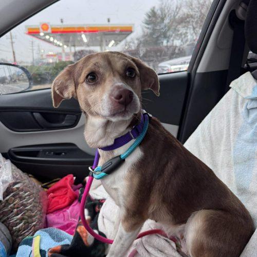 Enlarge Caramel, a Adoptable Beagle in Kent, WA image 2/3