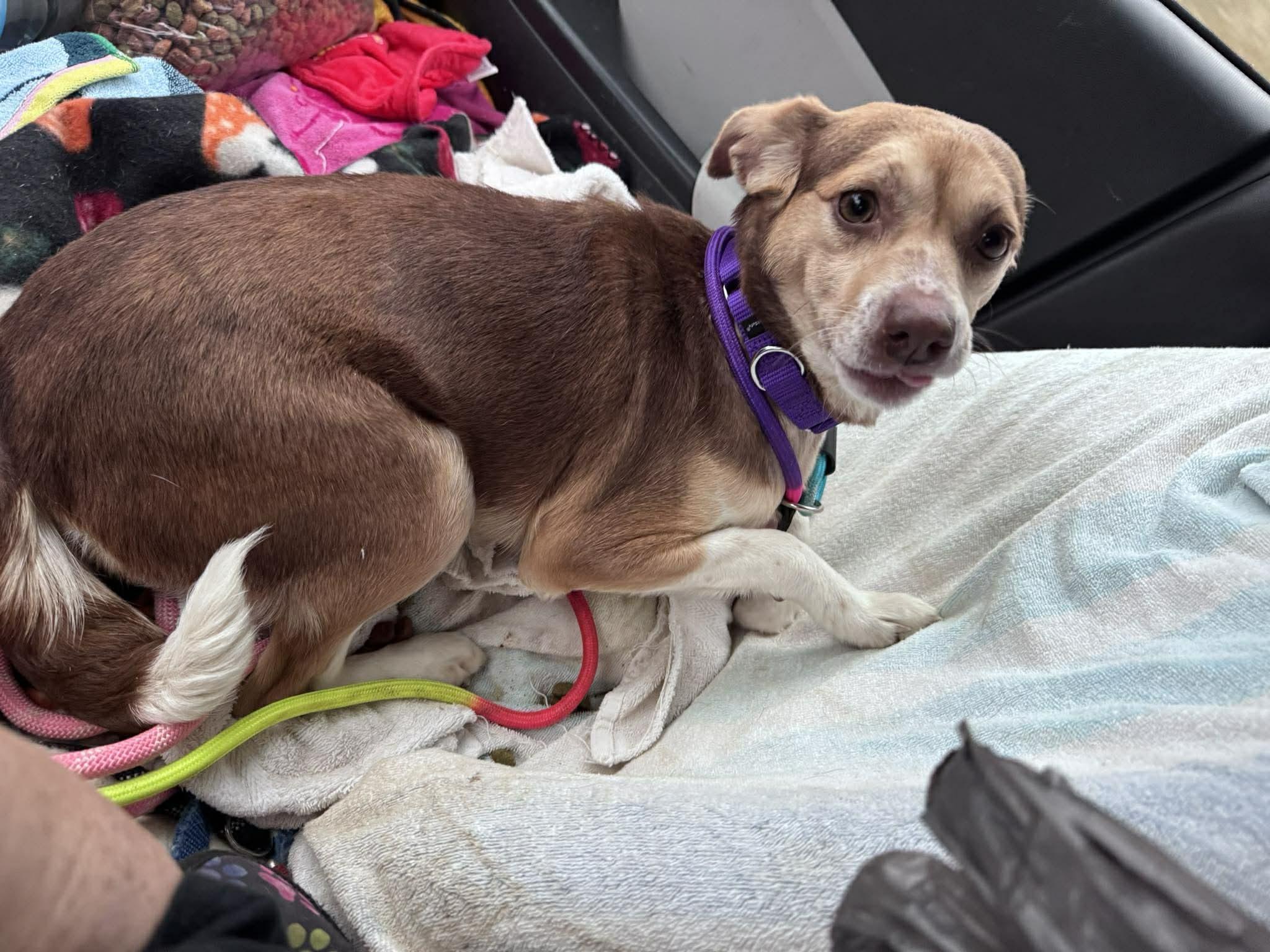 Enlarge Caramel, a Adoptable Beagle in Kent, WA image 3/3