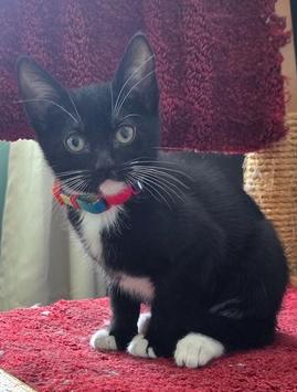 Iris, Adoptable, Kitten Female Domestic Short Hair.