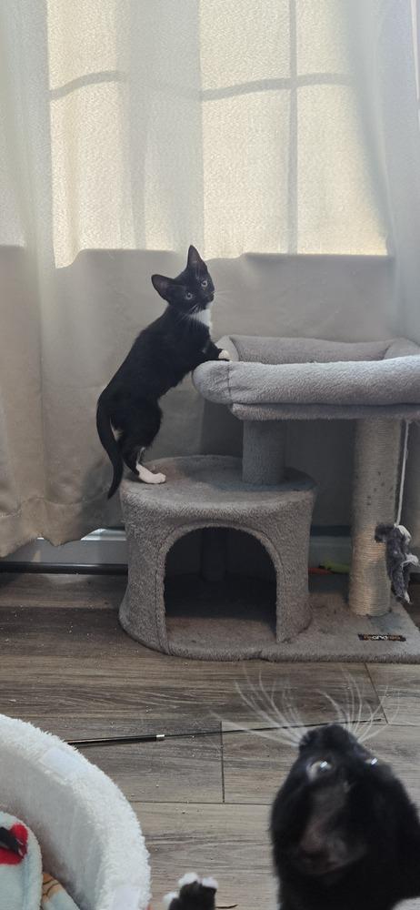 Enlarge Iris, a Adoptable Domestic Short Hair in Greenbelt, MD image 3/6