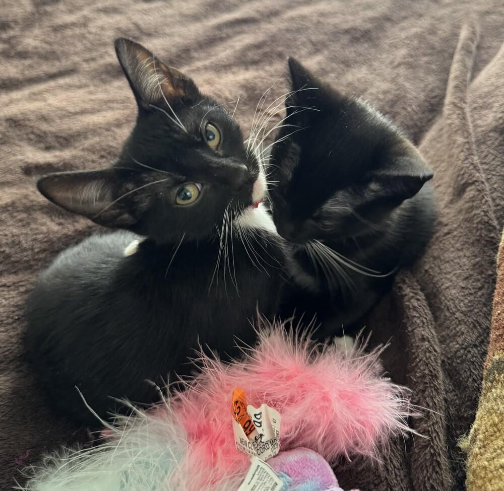 Enlarge Iris, a Adoptable Domestic Short Hair in Greenbelt, MD image 5/6