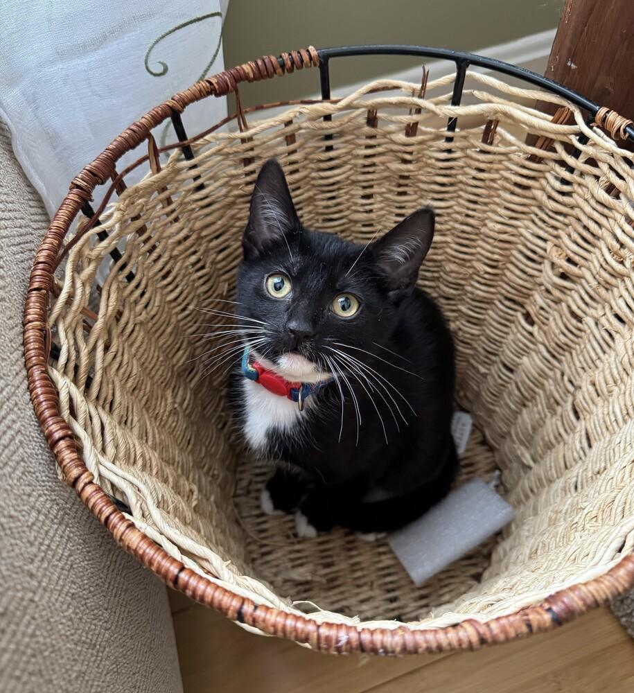 Enlarge Iris, a Adoptable Domestic Short Hair in Greenbelt, MD image 6/6