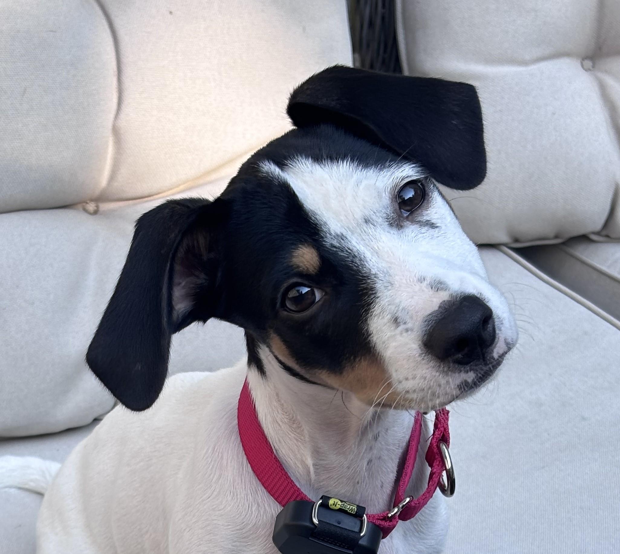 Dixie Delight - Local Pup, adopted, Puppy Female Jack Russell Terrier.