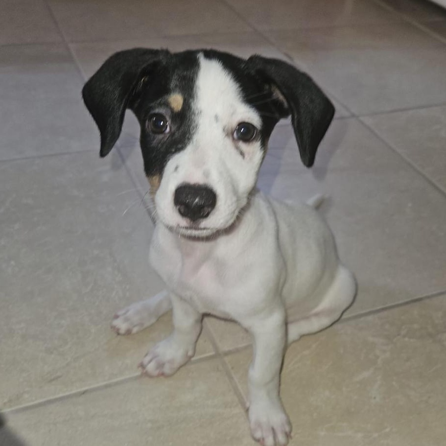 Dixie Delight - Local Pup, an adopted mixed breed in Andover, MA image 4/6