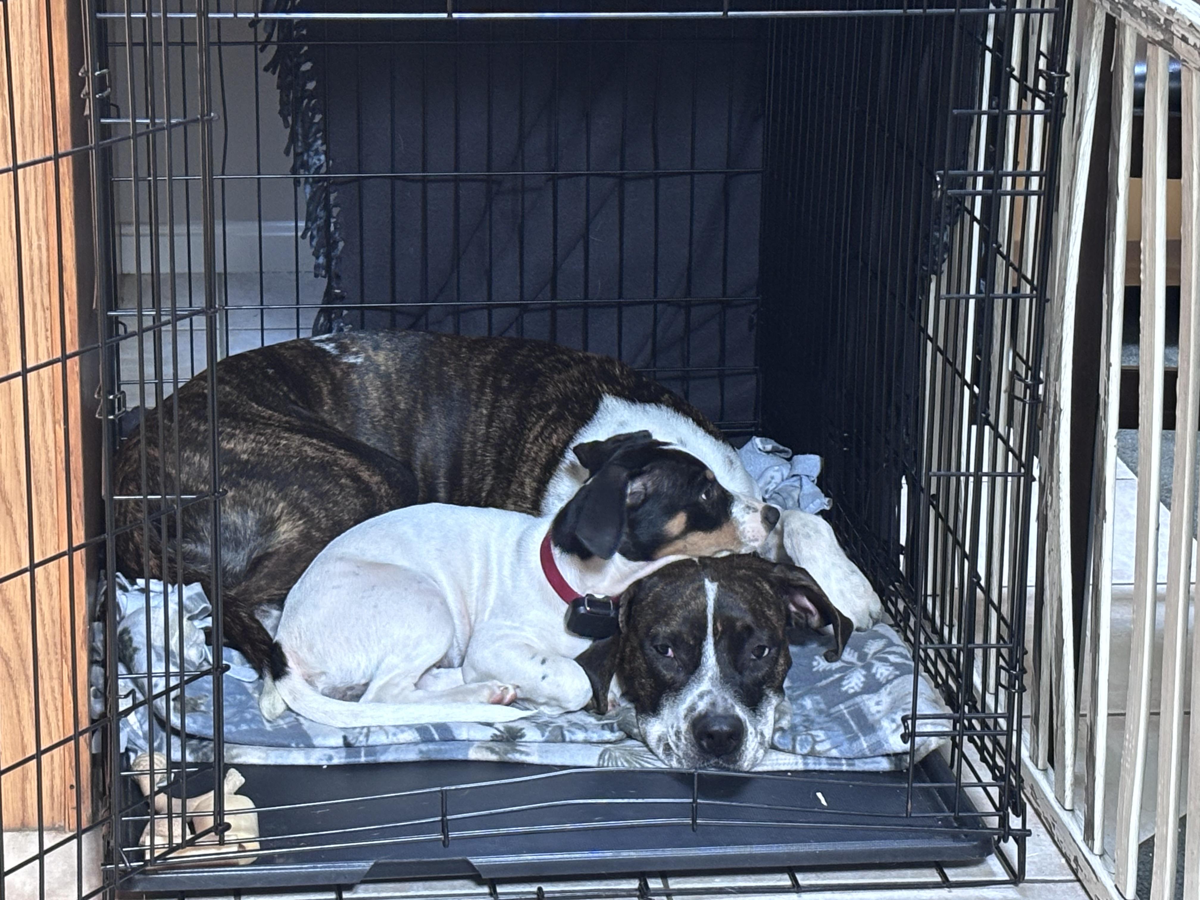 Dixie Delight - Local Pup, an adopted mixed breed in Andover, MA image 3/6