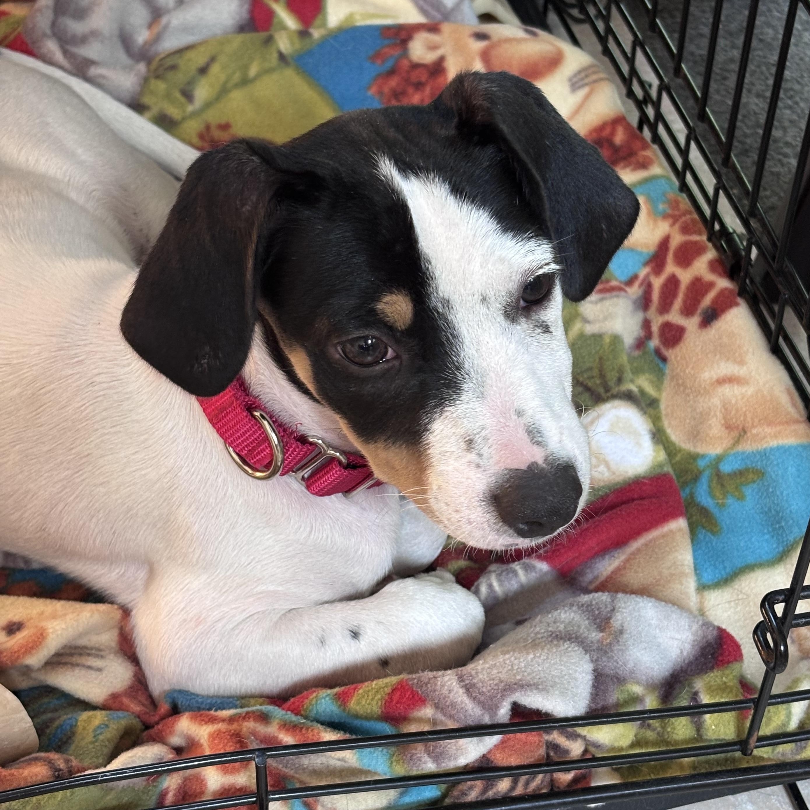 Dixie Delight - Local Pup, an adopted mixed breed in Andover, MA image 5/6