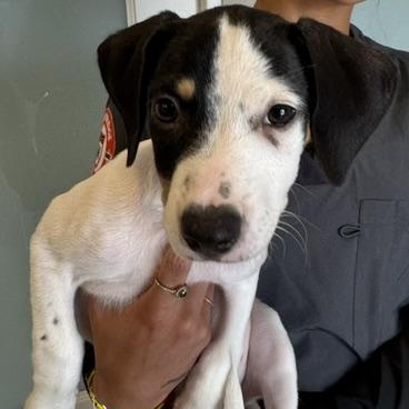 Dixie Delight - Local Pup, an adopted mixed breed in Andover, MA image 6/6