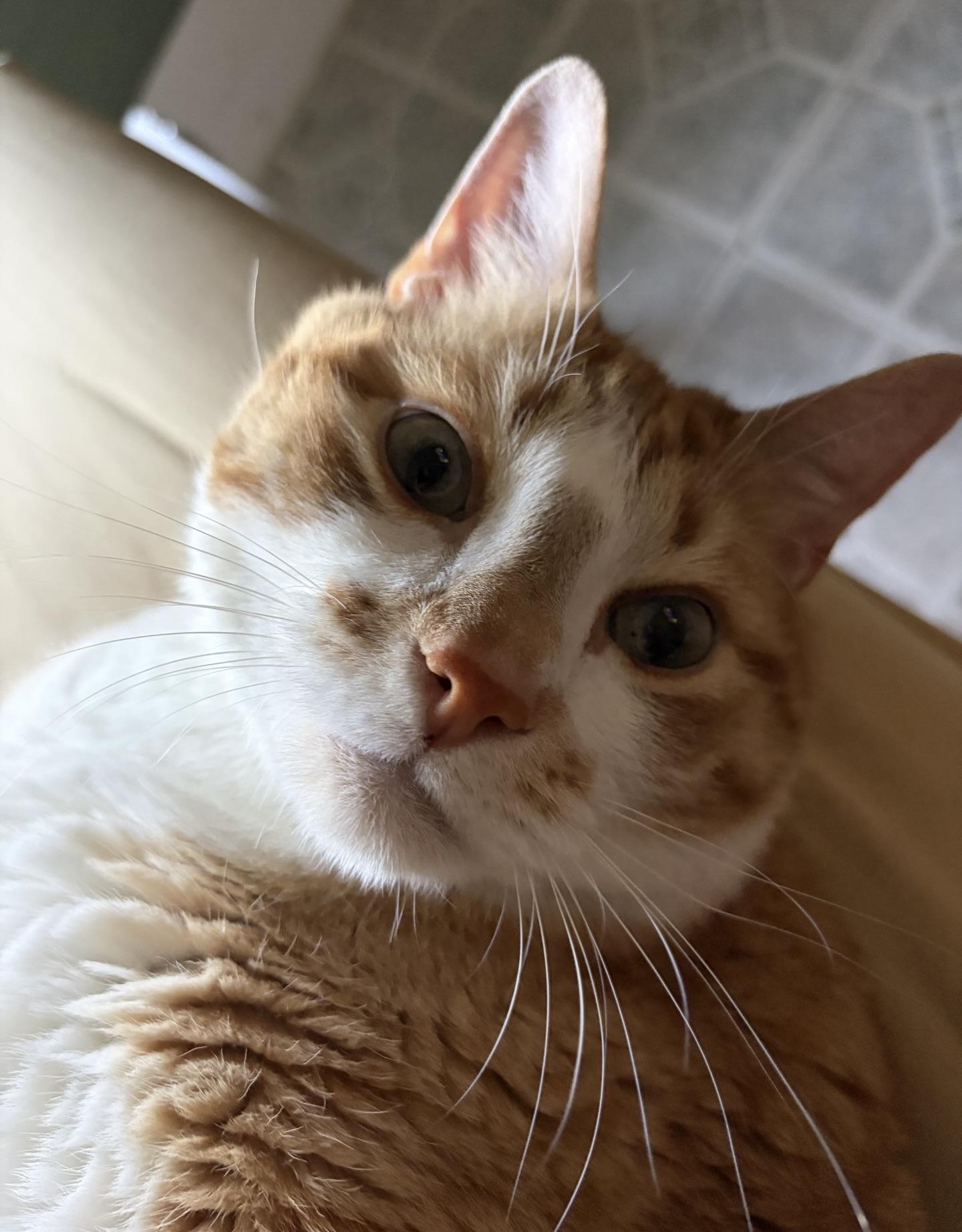 Enlarge Tango, a Adopted Domestic Short Hair in BLACK MOUNTAIN, NC image 3/3