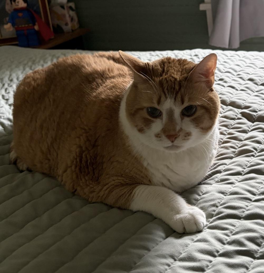 Enlarge Tango, a Adopted Domestic Short Hair in BLACK MOUNTAIN, NC image 2/3