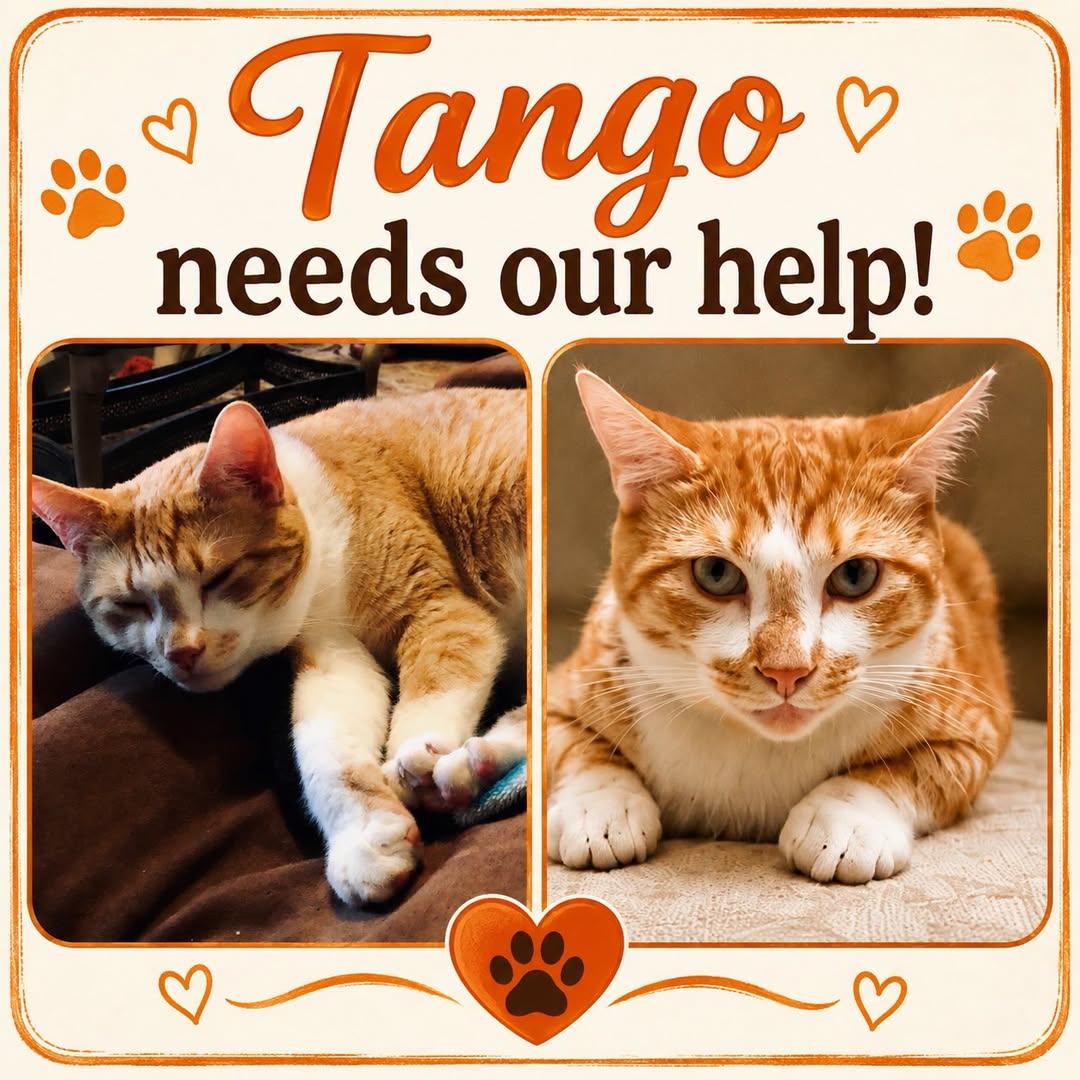 Tango, Adopted, Adult Male Domestic Short Hair.
