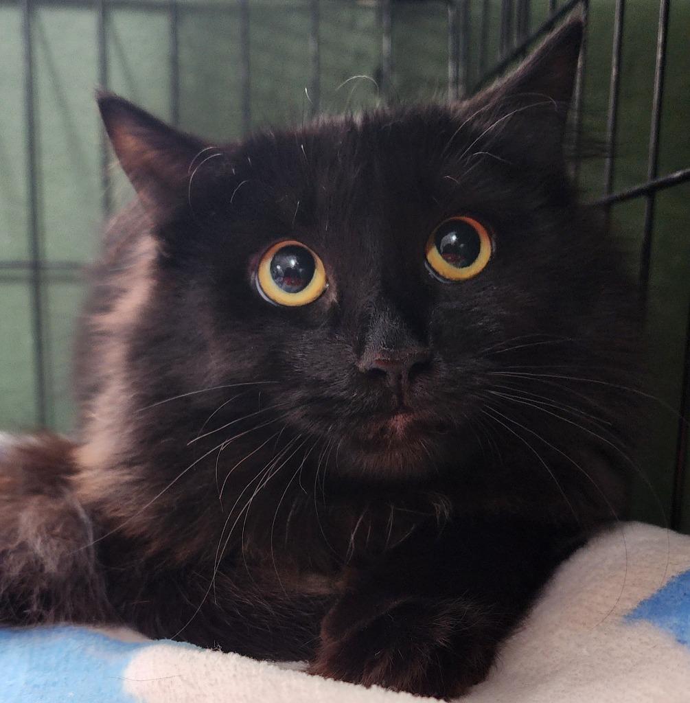 Puma, Adoptable, Adult Male Domestic Medium Hair.