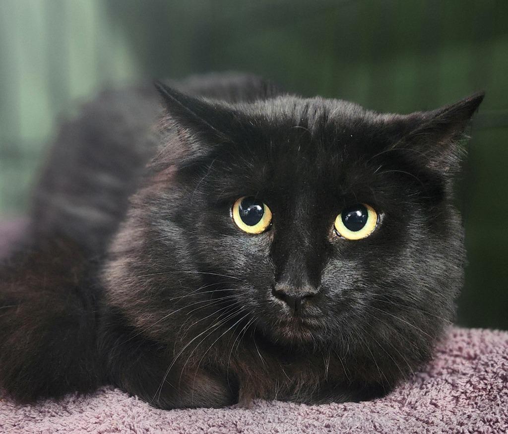 Enlarge Puma, a Adoptable mixed breed in Port Jervis, NY image 2/4